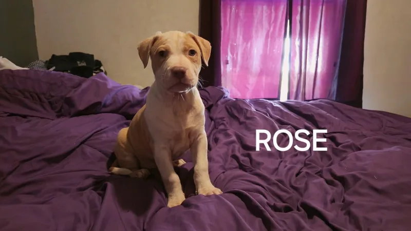 A baby medium-sized female American Bulldog dog named Rose for adoption in Winter haven, FL