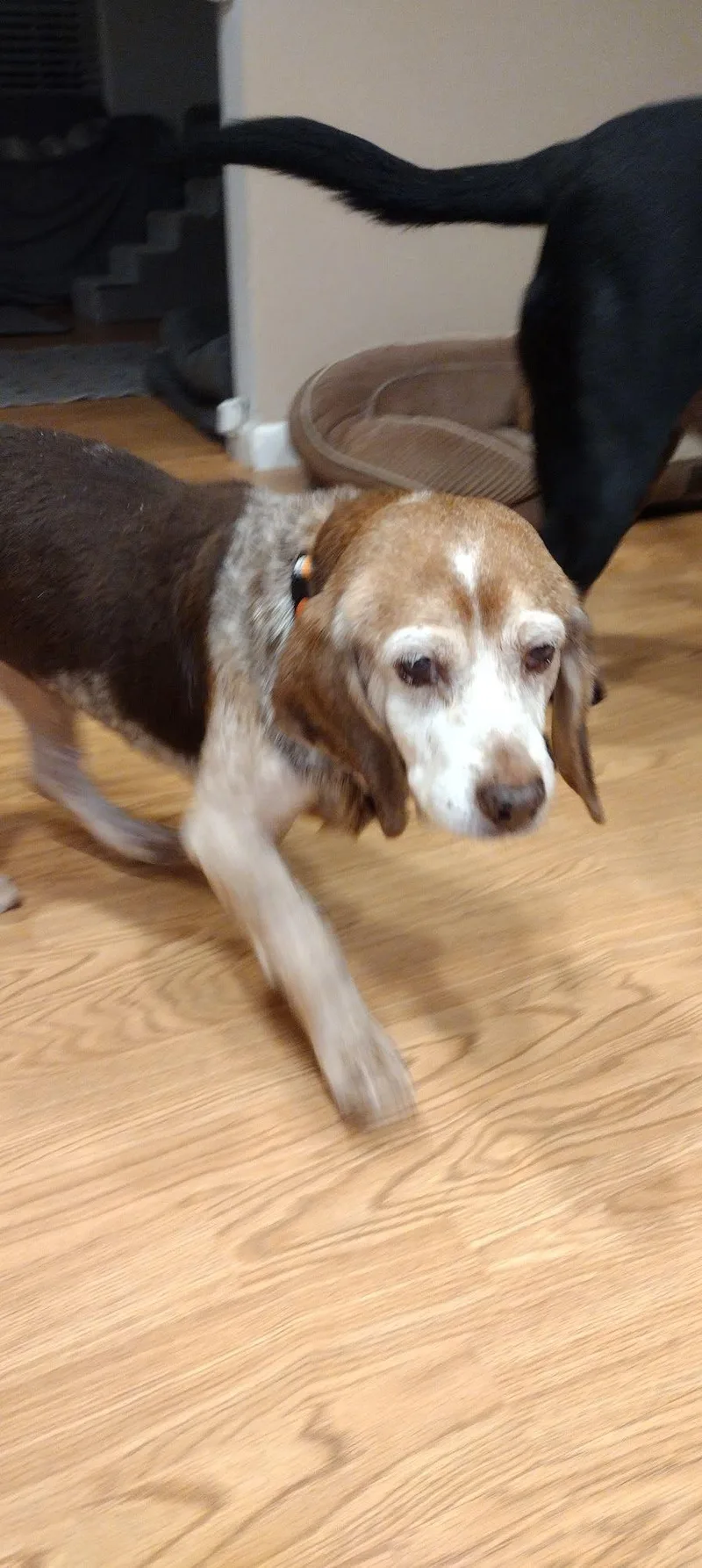A senior small-sized female Tricolor (Brown, Black, & White) Beagle dog named Mags for adoption in Lockport, NY