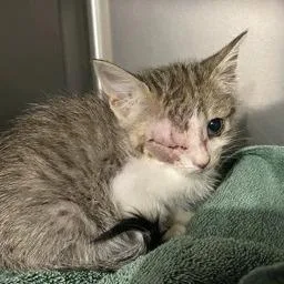 A baby small-sized female Gray / Blue / Silver Domestic Short Hair cat named Winky for adoption in Webster, TX