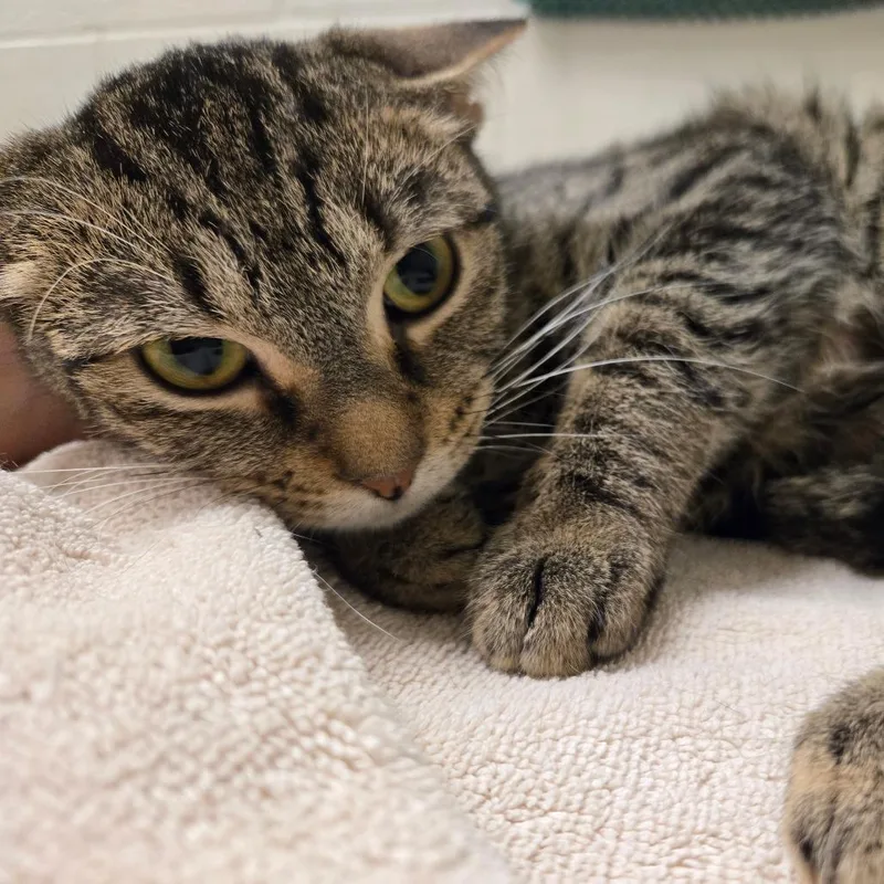 A young medium-sized female Brown / Chocolate Domestic Short Hair cat named Tabitha for adoption in South Elgin, IL