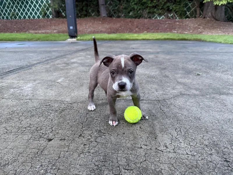 Tiny Cocoa