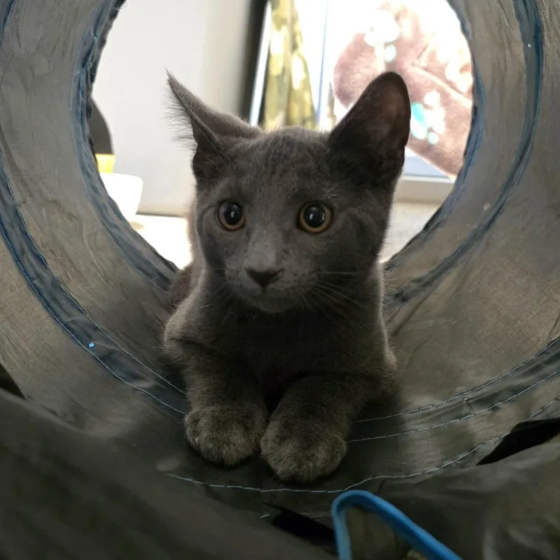 A baby small-sized male Gray / Blue / Silver Domestic Short Hair cat named Taffy for adoption in Oshkosh, WI