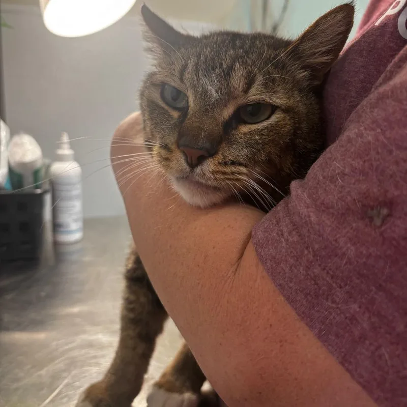 An adult large-sized male Gray / Blue / Silver Domestic Short Hair cat named Tiger for adoption in Tulsa, OK