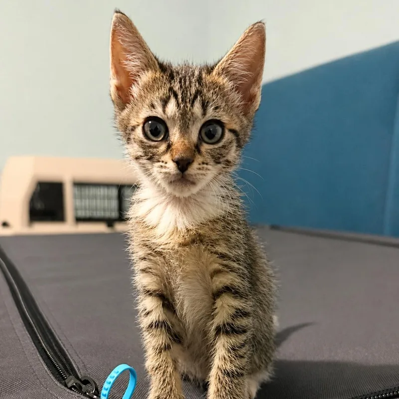 A baby small-sized female Domestic Short Hair cat named Dusk Special Needs for adoption in Alexandria, VA