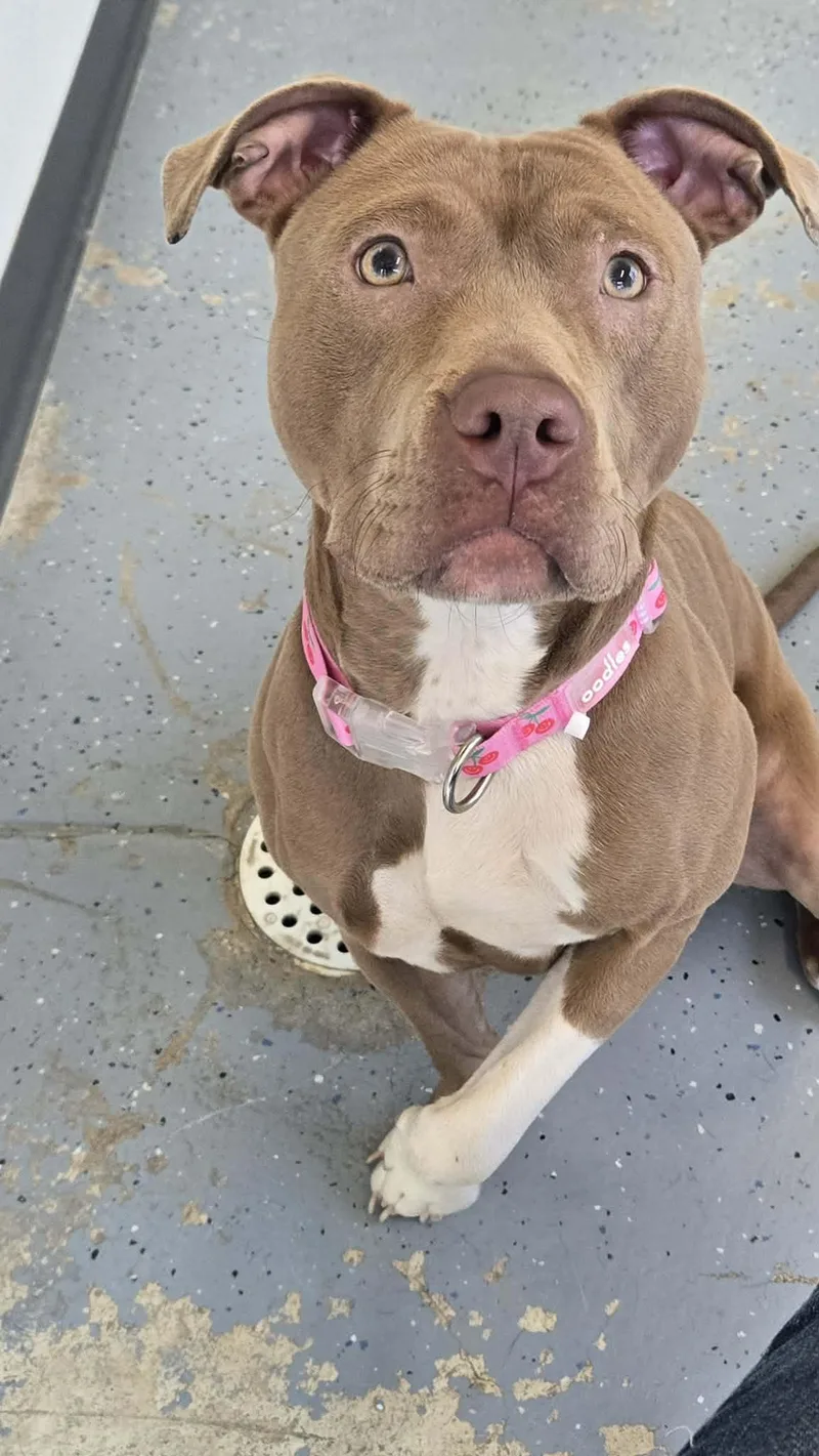 An adult medium-sized female Apricot / Beige Pit Bull Terrier dog named Tilly "Zaria" for adoption in Martinsville, IN