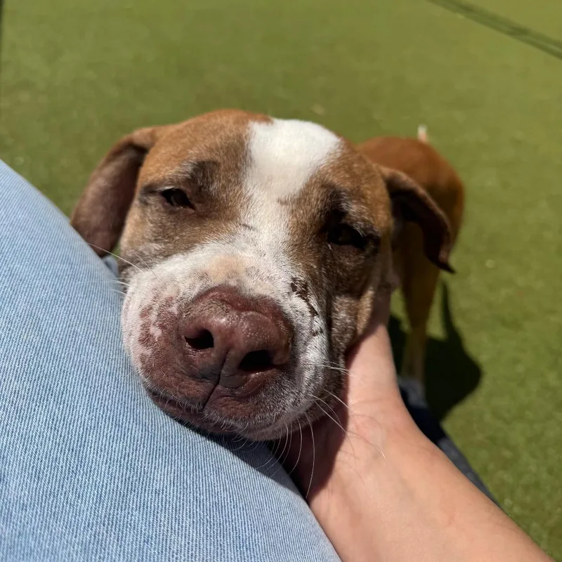 An adult medium-sized male Yellow / Tan / Blond / Fawn Pit Bull Terrier dog named Sol for adoption in Albuquerque, NM