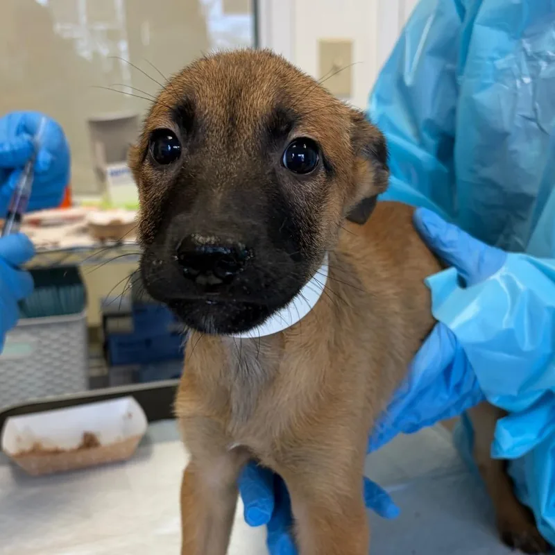 Tangerine thumbnail 2