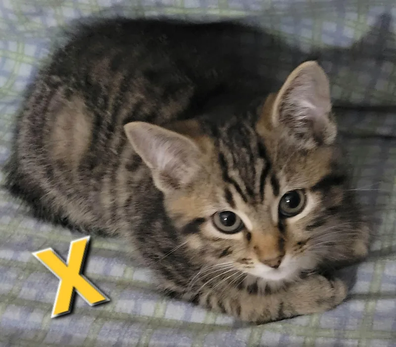 A baby small-sized male Tabby (Brown / Chocolate) Domestic Short Hair cat named X for adoption in Bellmawr, NJ