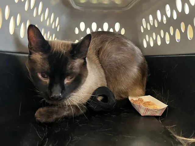 An adult small-sized male Siamese cat named Bodie for adoption in Lancaster, CA