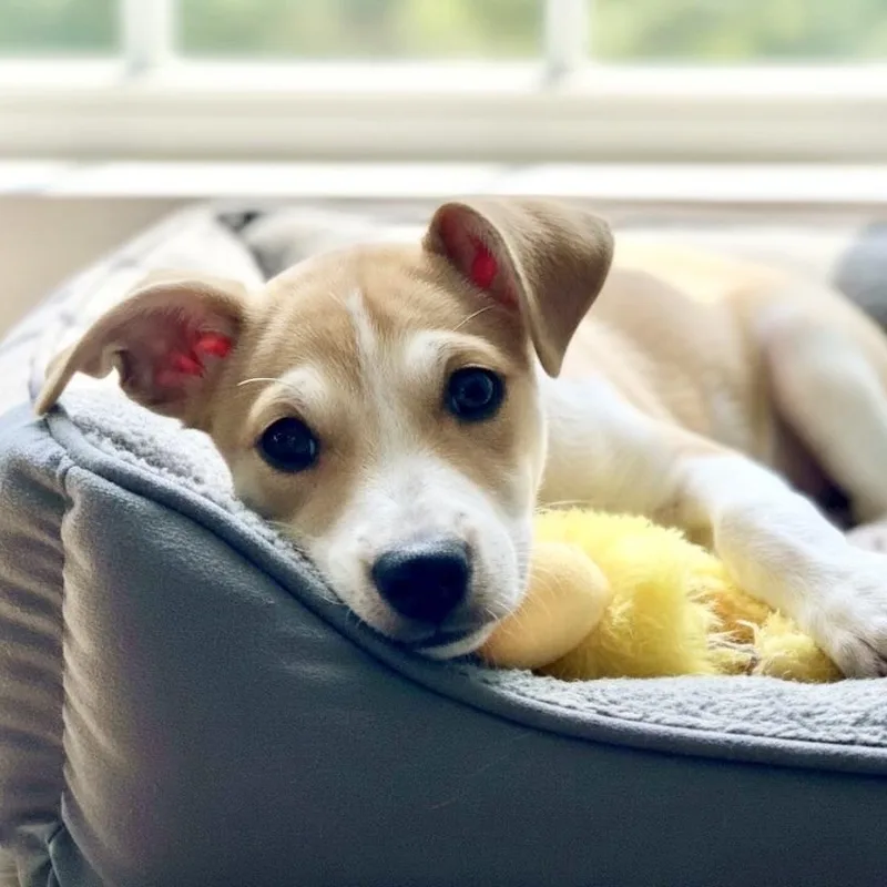 A baby small-sized male Apricot / Beige Jack Russell Terrier dog named Skiff for adoption in Austin, TX
