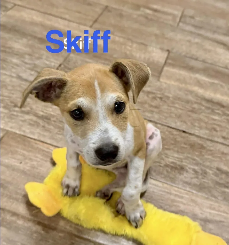Skiff thumbnail 4