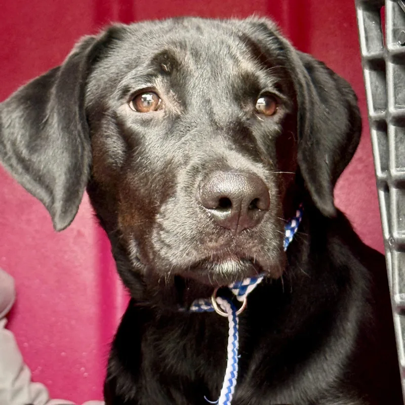 A baby medium-sized male Labrador Retriever dog named Jett for adoption in Murphysboro, IL