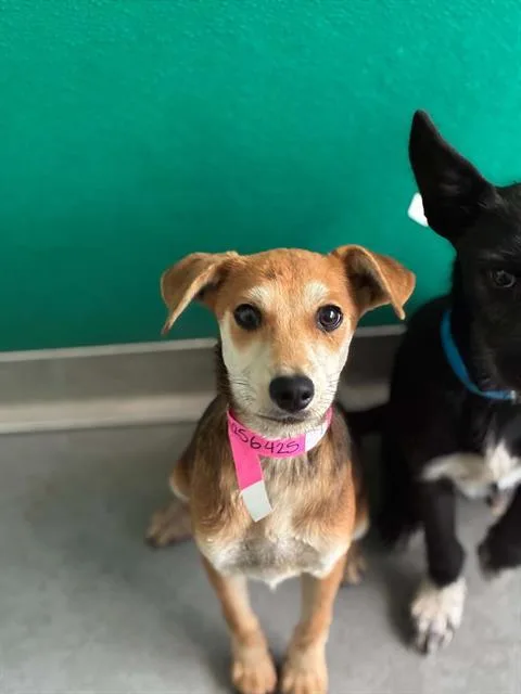 A baby small-sized female Jack Russell Terrier dog named Flo for adoption in Visalia, CA