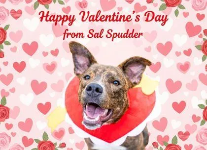 Sal Spudder thumbnail 2