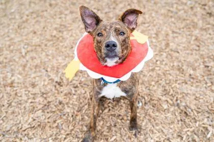 Sal Spudder thumbnail 3