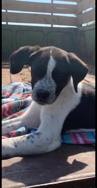 A young medium-sized female Anatolian Shepherd dog named Nevra for adoption in Midway, UT