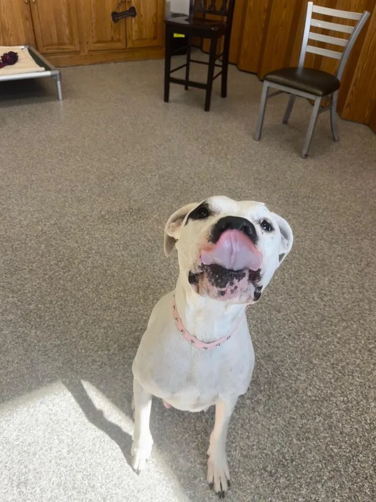 An adult medium-sized female Dogo Argentino dog named Cheyenne Rose for adoption in Findlay, OH