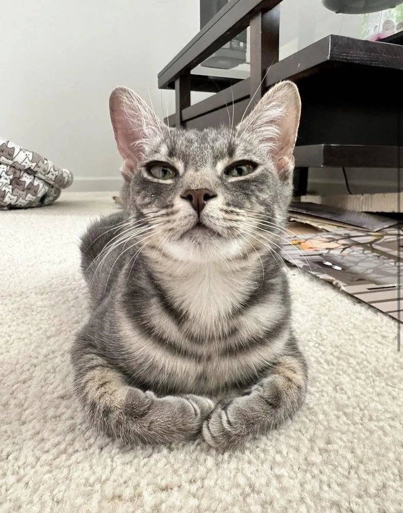 A baby small-sized male Gray & White Domestic Short Hair cat named Manny for adoption in Telford, PA