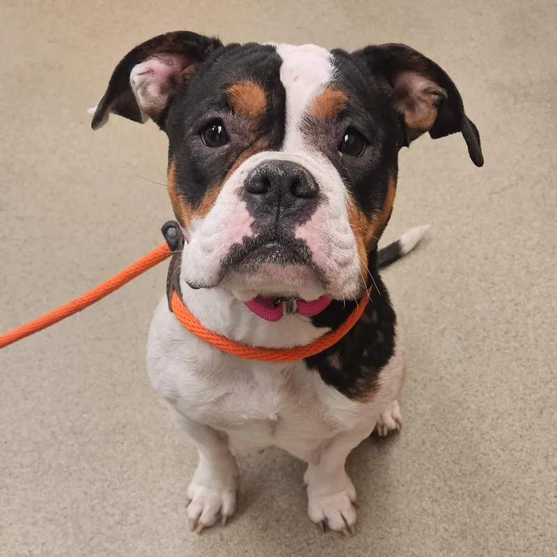 Candy Land thumbnail 2