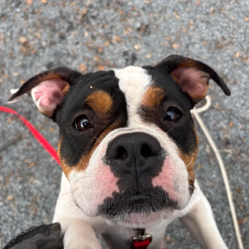 Candy Land thumbnail 3