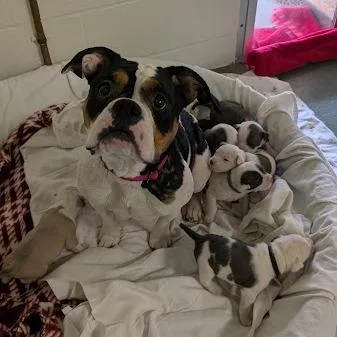 Candy Land thumbnail 4