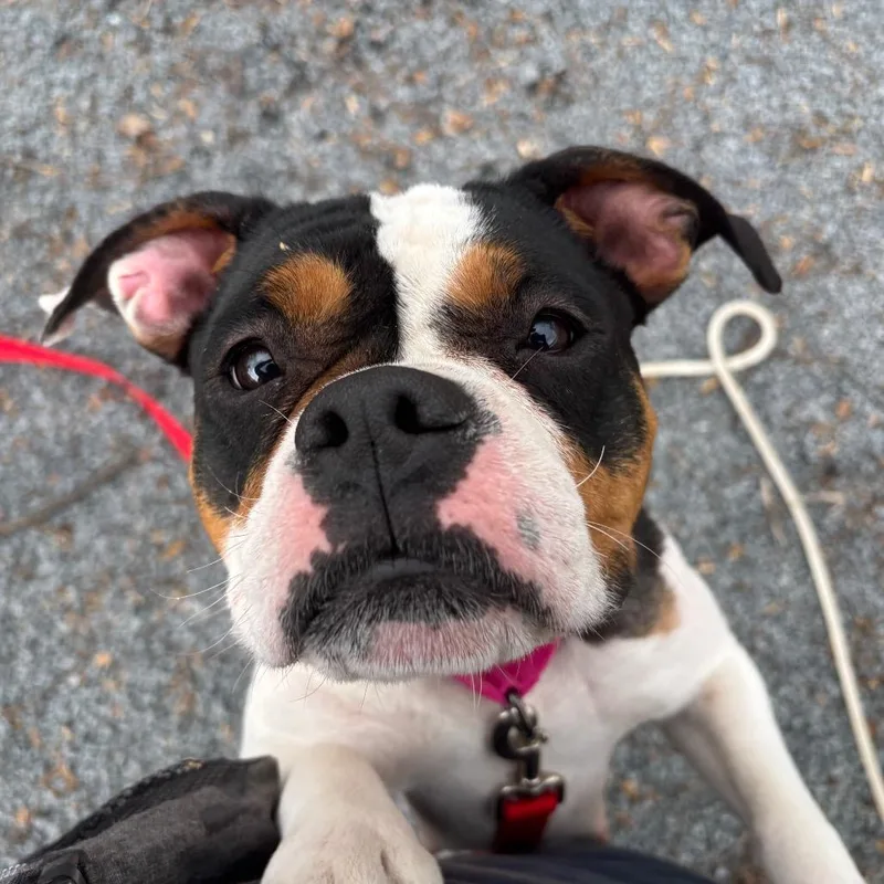 Candy Land thumbnail 5