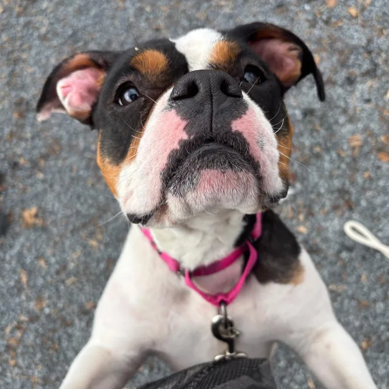 Candy Land thumbnail 6