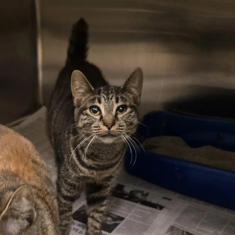 A young small-sized female Tabby (Brown / Chocolate) Domestic Short Hair cat named Annabeth for adoption in Cicero, IL