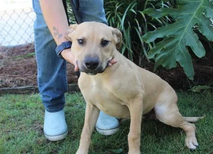An adult medium-sized male German Shepherd Dog dog named Sparkler for adoption in Brunswick, GA