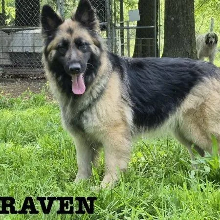 Raven