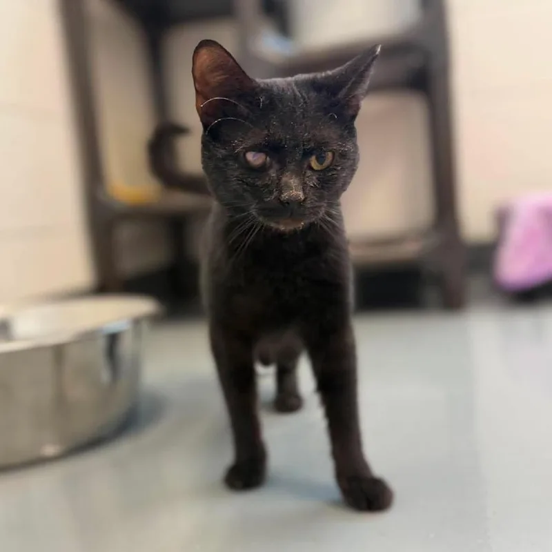 A young small-sized female Black Domestic Short Hair cat named Pippi for adoption in Pasadena , MD