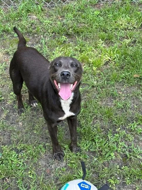 A young medium-sized male Gray / Blue / Silver American Staffordshire Terrier dog named Baloo for adoption in Monticello, FL