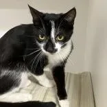An adult small-sized female Black & White / Tuxedo Domestic Short Hair cat named Margaret for adoption in Hilliard, OH