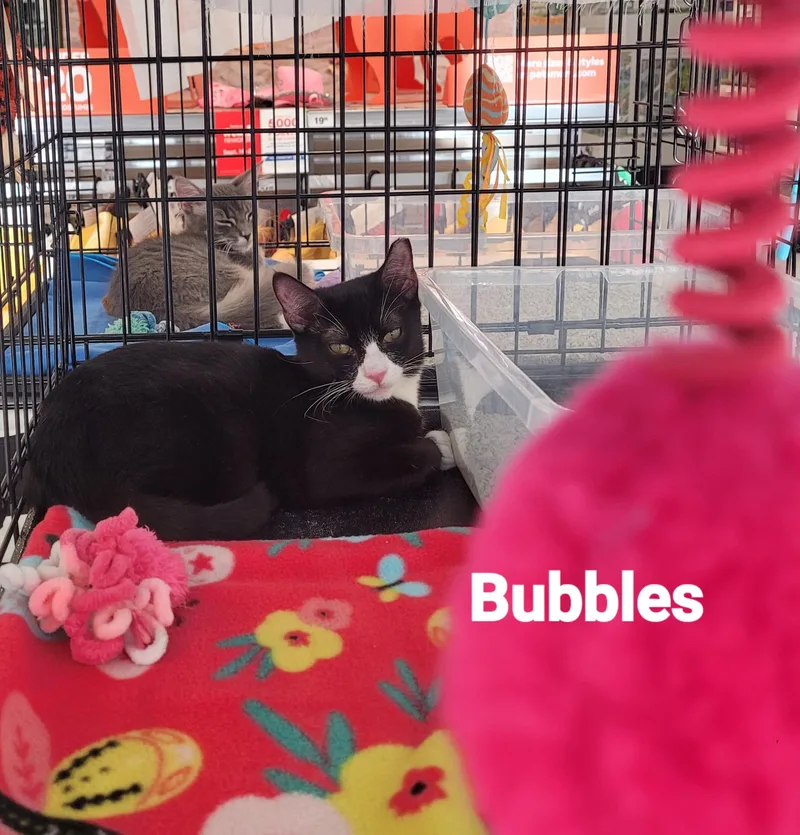 A young small-sized female American Shorthair cat named Bubbles for adoption in Mount Pleasant, SC