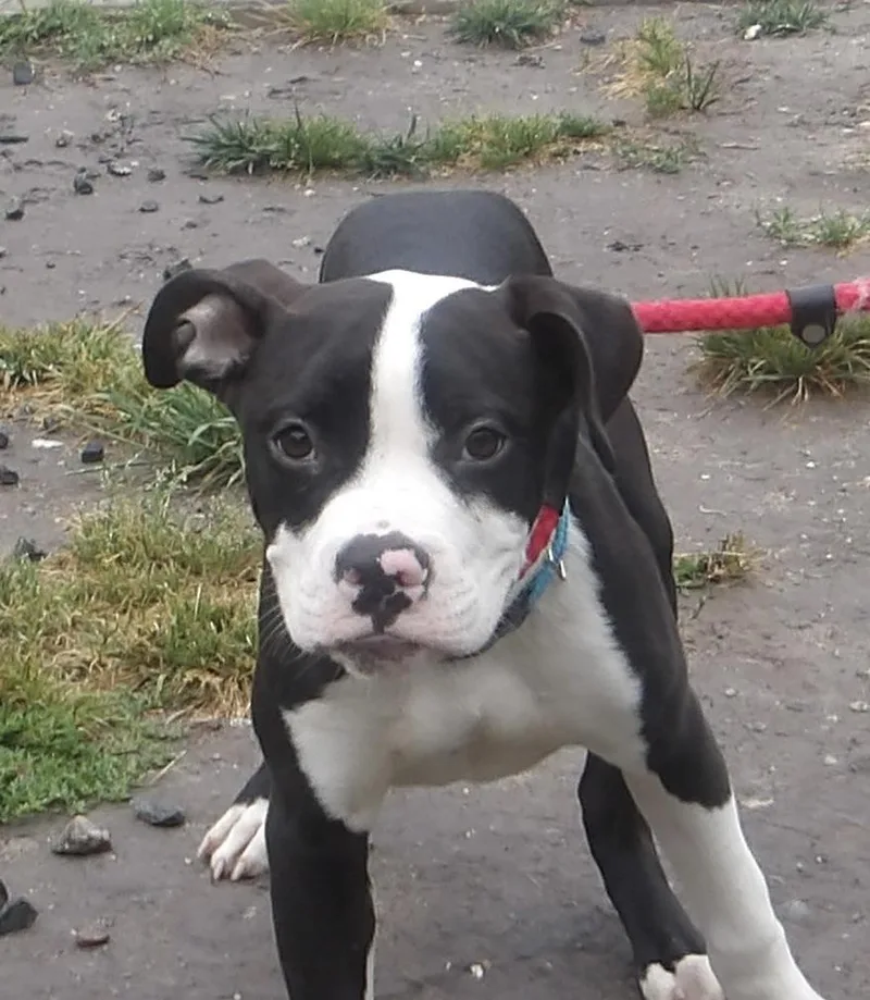 A baby medium-sized male Mixed Breed dog named Tuna for adoption in Gloucester, VA