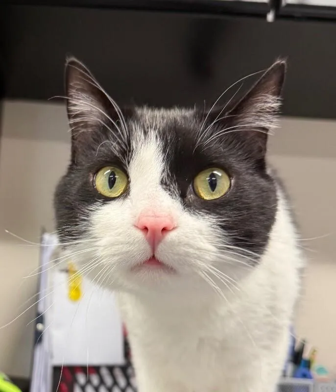 An adult large-sized male Domestic Short Hair cat named Morty for adoption in Yankton, SD