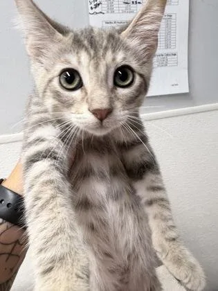 A baby medium-sized female Domestic Short Hair cat named Blossom for adoption in West Chester, PA