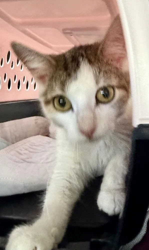 A young medium-sized female Black & White / Tuxedo Domestic Short Hair cat named Sweet Pea for adoption in Chicago, IL