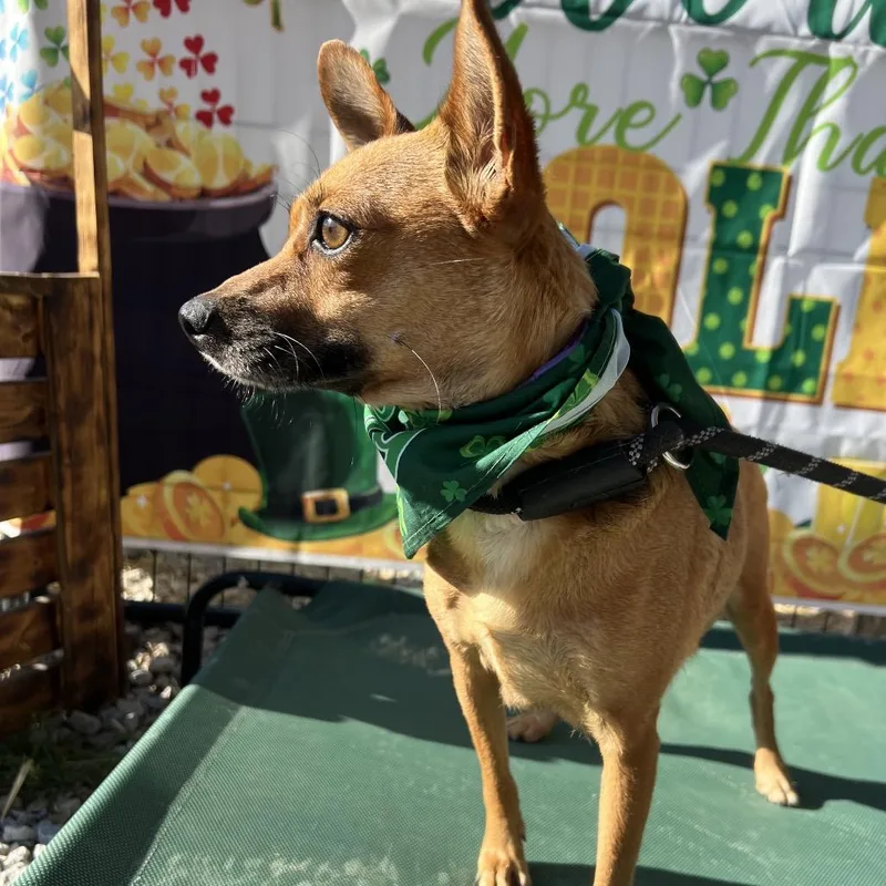 A young small-sized female Brown / Chocolate Chihuahua dog named Ella for adoption in Aledo, TX
