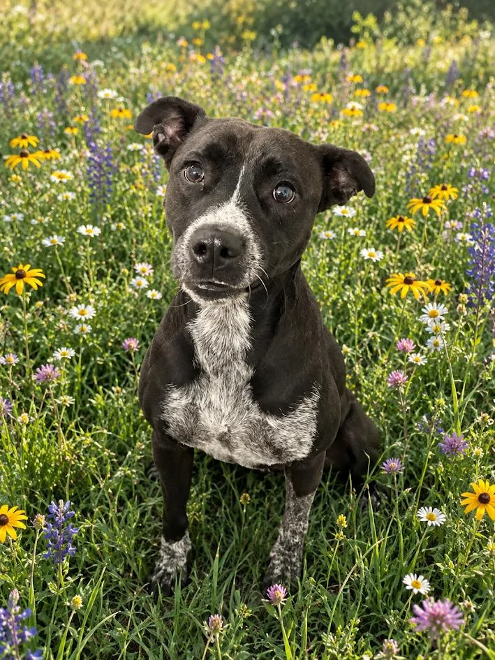 A young medium-sized female Black Mixed Breed dog named Ivy for adoption in Georgetown, SC