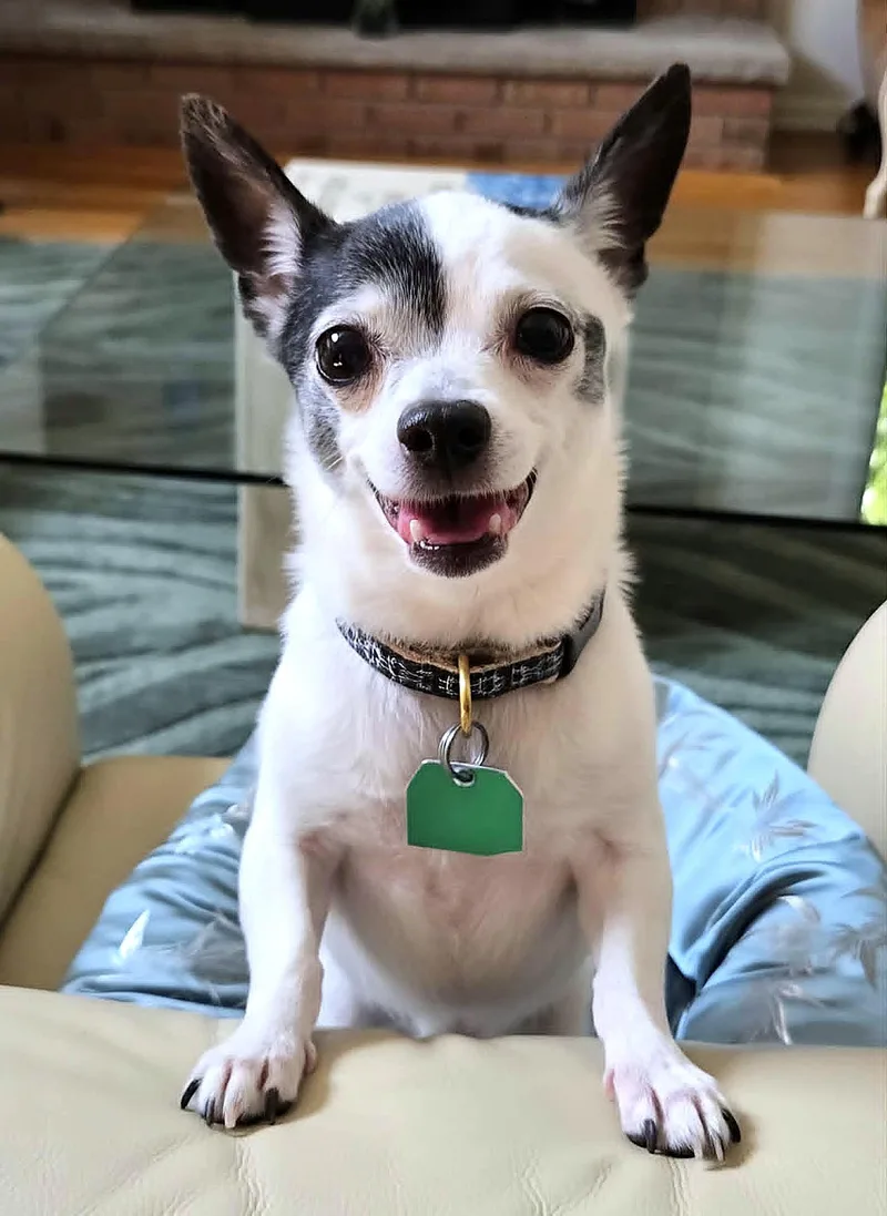 An adult small-sized male Brown / Chocolate Chihuahua dog named Jack for adoption in Lambertville, NJ