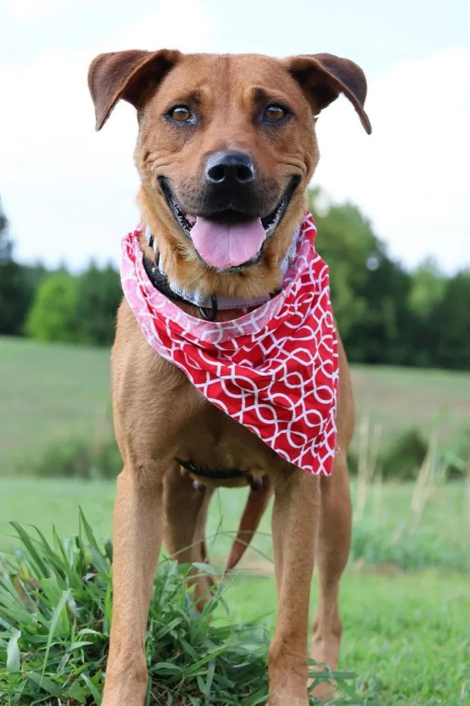 A young large-sized female Mixed Breed dog named Cloe for adoption in Columbia, TN