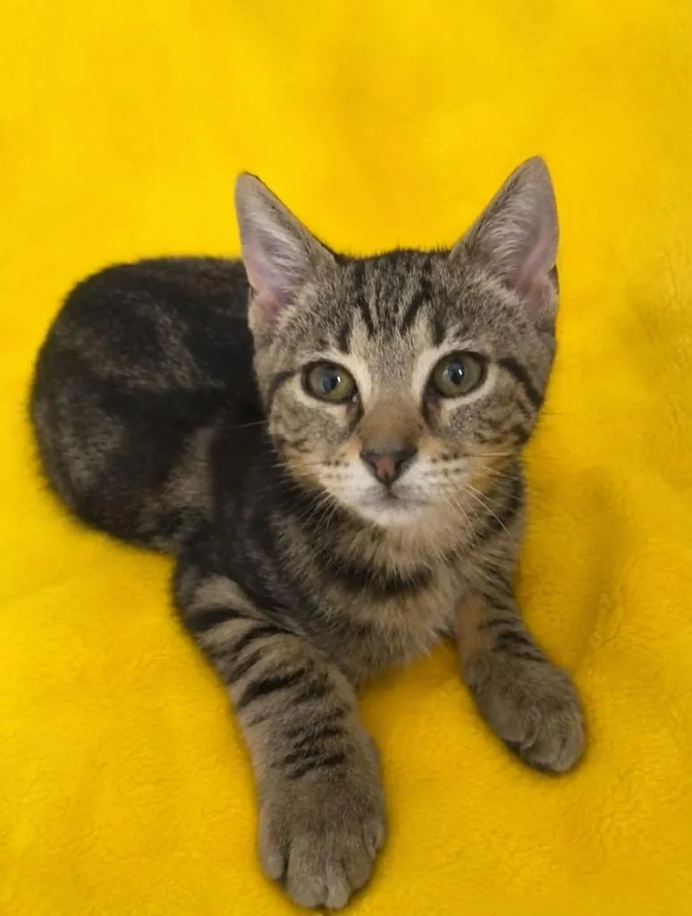 A baby small-sized female Domestic Short Hair cat named Peppa for adoption in Columbia, TN