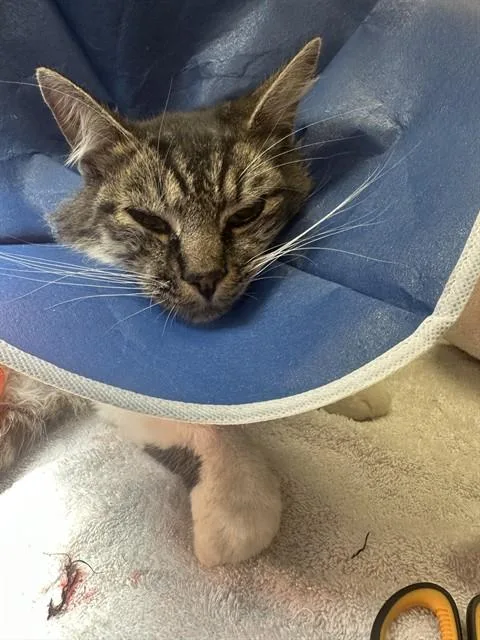 A young medium-sized male Domestic Long Hair cat named Dexter for adoption in Martinez, CA