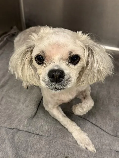 Rosie