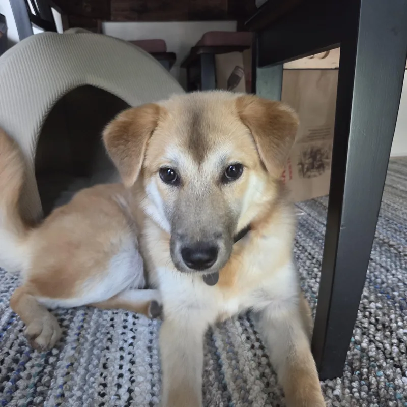 A young small-sized female Golden Jindo dog named Bailey for adoption in San Diego, CA