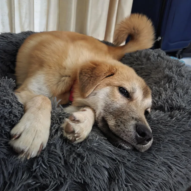 Bailey thumbnail 2