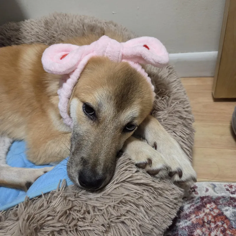 Bailey thumbnail 5
