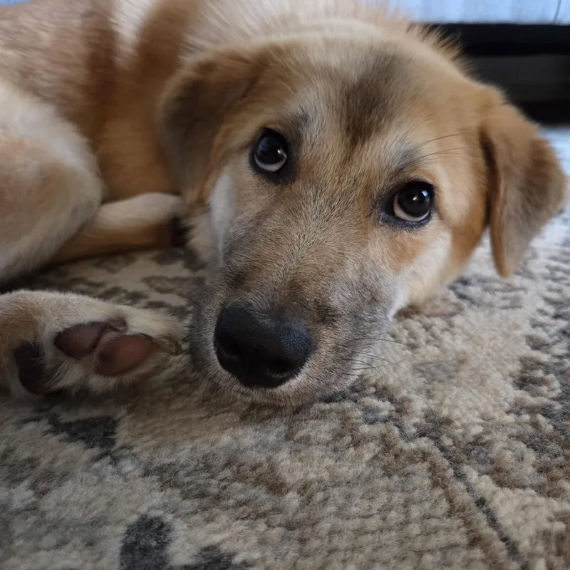 Bailey thumbnail 6