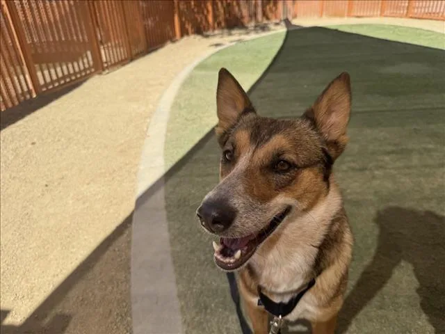 A young large-sized female German Shepherd Dog dog named Grecia for adoption in Las Vegas, NV